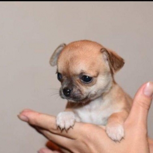 В наличии и на заказ разные породы.Hernöv it cinsi.В