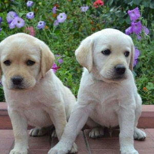 В продаже щенки лабрадора палевый и чёрный окрас,званити или пишите