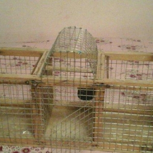 Bülbül və ya kiçik ölçülü quşlar tutmaq �