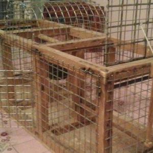 Bülbül və ya kiçik ölçülü quşlar tutmaq üçün tələ satıram. İki tərəfi