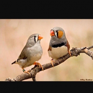 Hazır ve sağlam zebra amadin quşları.bir ededi 13 manat.whatsap var