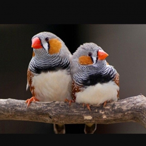 Hazır ve sağlam zebra amadin quşları.bir ededi 13 manat.whatsap var