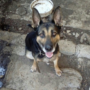 Afçarka satılır. Dil bilir. Iynəsi vurulub. Qiyməti 200 reyal alıcı na