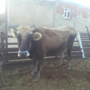 4cü qarına boğazdı, dekabrın axrına doğacaq