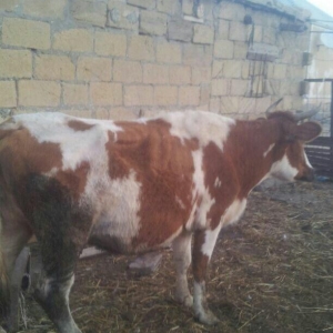 3cü qarına boğazdır, yanvarda da doğacaq, gü