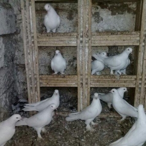 satilir 12 dene ag 12 13 tukler badam lelekler 50 manata 12 denesi