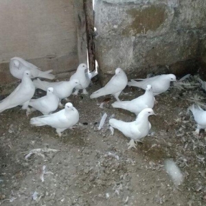 satilir 12 dene ag 12 13 tukler badam lelekler 50 manata 12 denesi