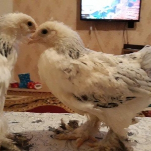 Brahma layt cuceleri ay yarimdi dordunu 100 manata vererem