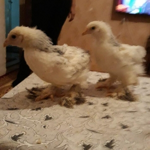 Brahma layt cuceleri ay yarimdi dordunu 100 manata vererem