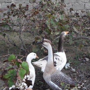 Salam 3dene Qaz Satram.2si rus qazdir erkek,dişi 