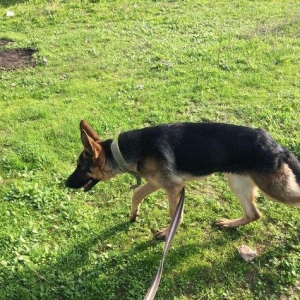 temiz alman afcarkasidi imkan olmadigi ucun satiram 7 ayliqdi butun iy