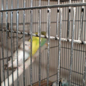 Salam! Volnisti balalari satilir hamisi 3-4 ayliqdilar tek te