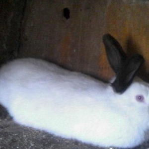 salam aleykum curebecur deyerli qiymetli sort dov