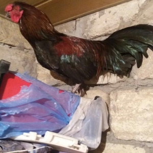 Sumatra sortudur  satıram ferenin biri yimurtlayır tam sağlamdır faran