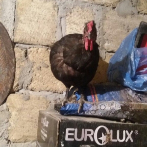 Sumatra sortudur  satıram ferenin biri yimurtlayır tam sağlamdır faran