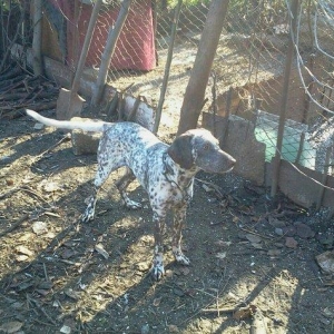 ov iti satilir 2 yaw va ova gedir hal hazirda tecili satiram 70