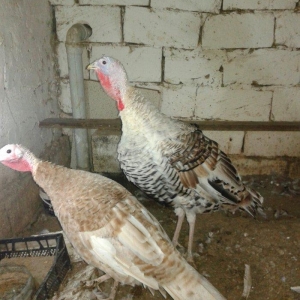 tecili hinduska satilir qiymet sondur qurd dermani cuma iynesi cicek i