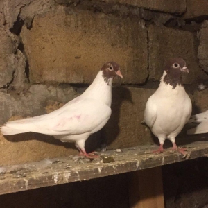 Satılır ve ya barter edilir, sağlam bala veren 