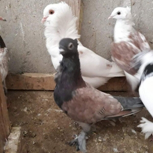 Ikiside mayadi ikisinnende bala almisam ag bas 30 