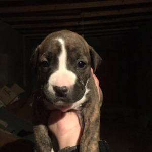 Pitbull balası satılır temiz parodiya itidi dişi  beek ve alaşn nevele