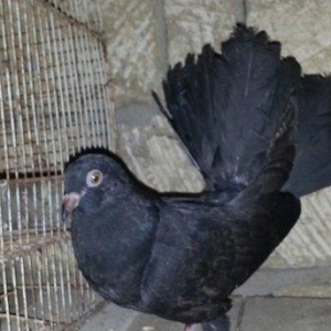 Pavlin satilir. 1 cüt + 2 balasi. 4 ü 50 manata.