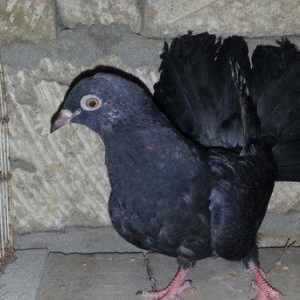 Pavlin satilir. 1 cüt + 2 balasi. 4 ü 50 manata.