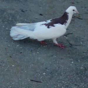 Cox uzun nazik 17 tuk erkey tam saglamdi wasap var