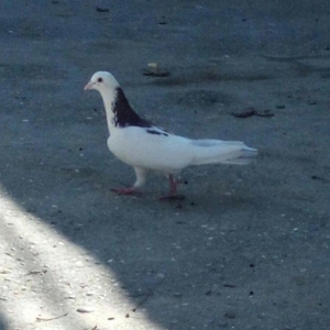 Cox uzun nazik 17 tuk erkey tam saglamdi wasap var yalniz ciddi wexsle