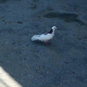 Cox uzun nazik 17 tuk erkey tam saglamdi wasap var yalniz ciddi wexsle