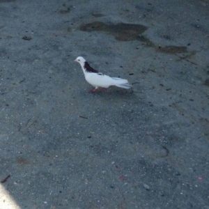 Cox uzun nazik 17 tuk erkey tam saglamdi wasap var yalniz ciddi wexsle