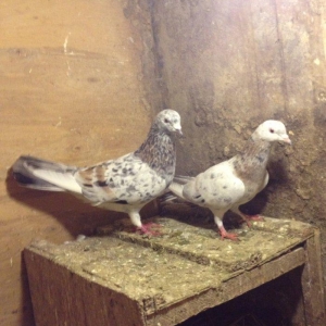 Hazir cutduler bala veribler tam saglamdilar uzun vitdi quwlardi wasap