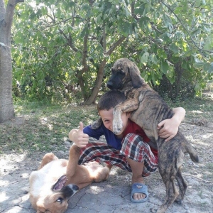 itin atası pitpull anası ov itidi. pitpulla ov itinin qarışığı marağlı