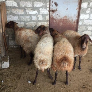 Qala qoyunlari bogazdilar. Ekiz doganda var tekdoganda. Tek-tek