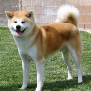 Erkek akita dişi akita axdarılır cüte vurmaqa kimde dişi akita varsa b