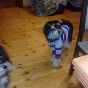 7 aylıqdılar ikiside dişidi .keserkay emelyati ile dunyaya gelibler .h