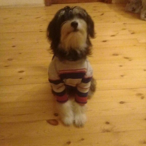 7 aylıqdılar ikiside dişidi .keserkay emelyati ile dunyaya gelibler .h