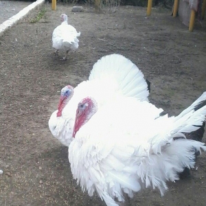 BIQ -6 hinduskalari 1yasinda.ela sort .15-18 kq ag