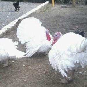 BIQ -6 hinduskalari 1yasinda.ela sort .15-18 kq agurliginda.