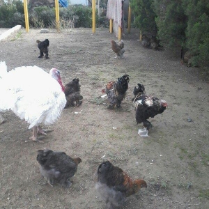 BIQ -6 hinduskalari 1yasinda.ela sort .15-18 kq agurliginda.