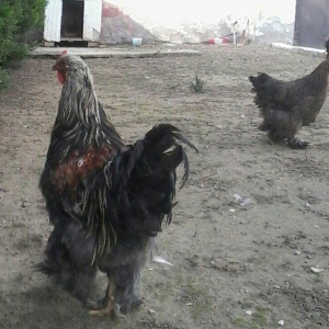 Bramo fereleri ve xoruzlari.1yas ve 1 yas 6 ayliq 