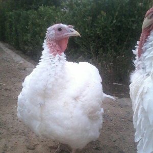 Biq-6 hinduskasi.1yas 6 ayliq.Cutu 500 azn.cekisi 15-18 kq.