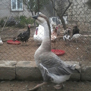 Rossiya sortu (qusi-lebedi) qasqali qaz da deyilir