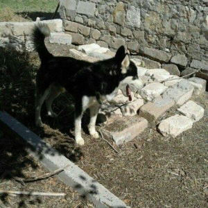 temiz xaski satilir erkekdi 1 yas 7 ayliq tecili satilir imkan yoxdu b