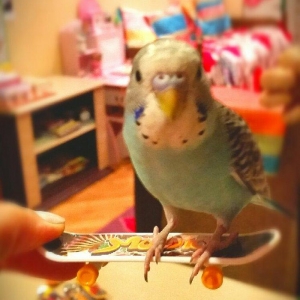 Скейтборды для попугайчико