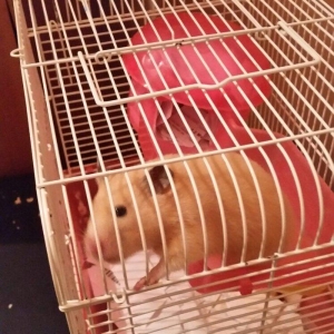 xamyak qızdı .insan la dostu dişləmir.  satır