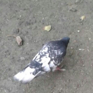 Salam ... Qara baw erkey satilir Tam saglamdi 16 tuk olmalidi 15 i usd