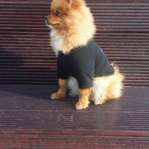 şpits erkekdi. 2.5 yaşi var cox aqilli insanla oynamaqi en cox uşaqlar