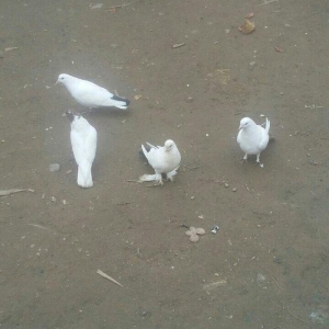 4gorcin satilir ax qirmizi qurux bidene qirmizi ba