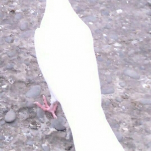 Yaxsi ucan dum ag haca quyruglar satiram 16 17 Tuk