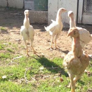 4 u 50 manat cox ucuz 4 ayliqdilar ucu ag biri sar